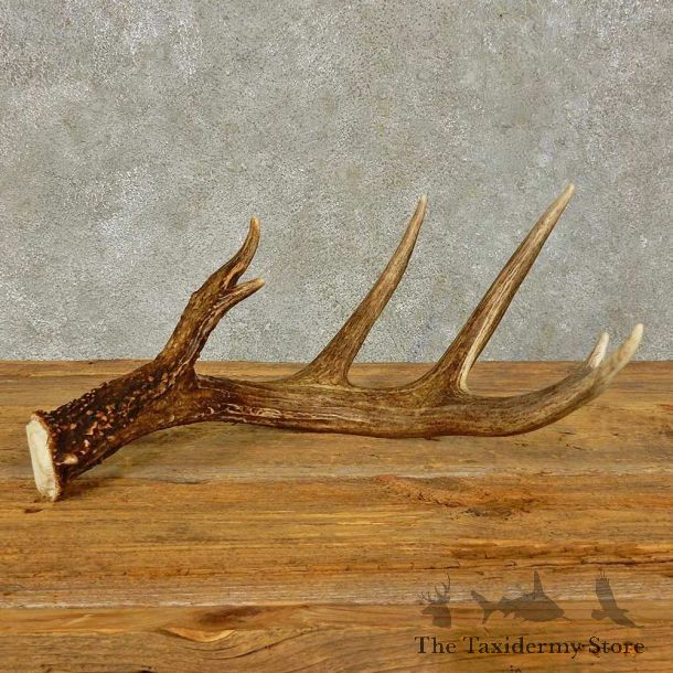 Whitetail Deer Antler Shed For Sale #16434 @ The Taxidermy Store