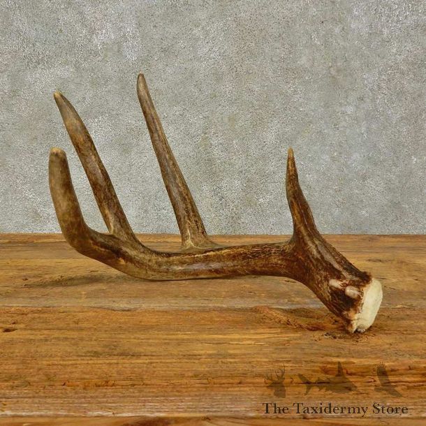 Whitetail Deer Antler Shed For Sale #16435 @ The Taxidermy Store