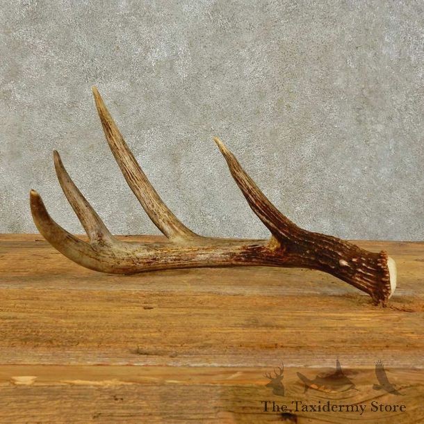 Whitetail Deer Antler Shed For Sale #16437 @ The Taxidermy Store