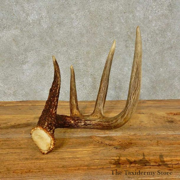 Whitetail Deer Antler Shed For Sale #16438 @ The Taxidermy Store