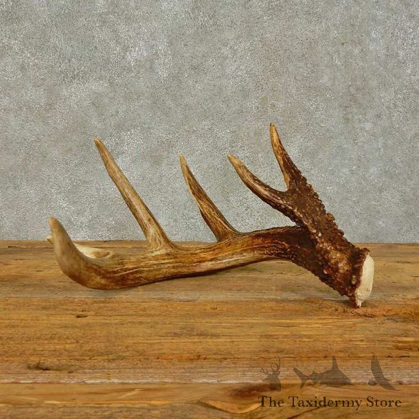 Whitetail Deer Antler Shed For Sale #16439 @ The Taxidermy Store