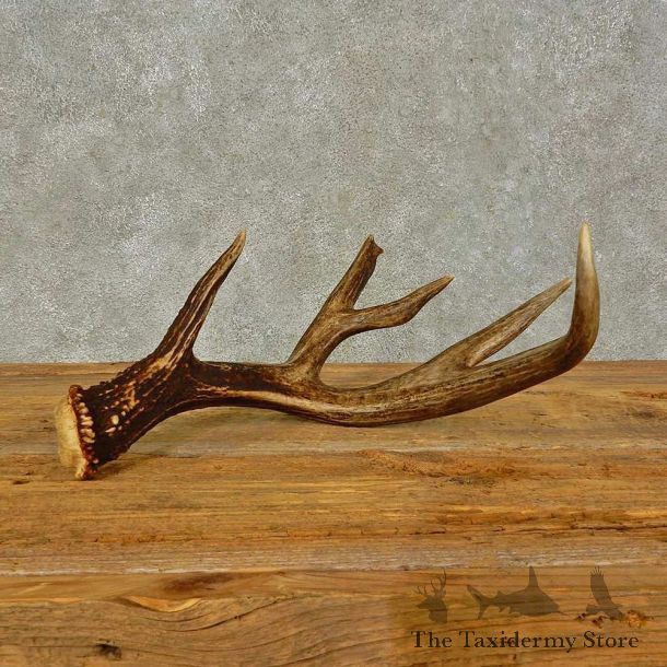 Whitetail Deer Antler Shed For Sale #16440 @ The Taxidermy Store