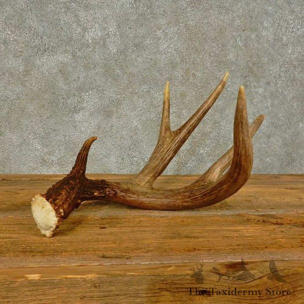 Whitetail Deer Antler Shed For Sale #16441 @ The Taxidermy Store