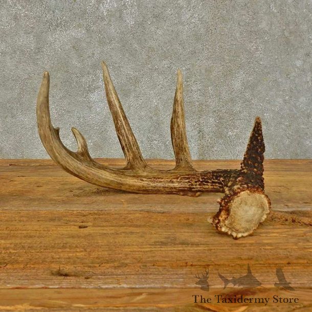 Whitetail Deer Antler Shed For Sale #16442 @ The Taxidermy Store