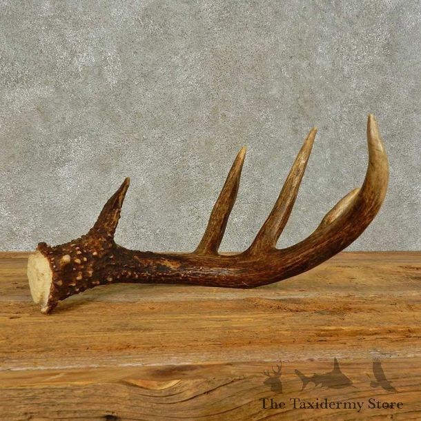 Whitetail Deer Antler Shed For Sale #16443 @ The Taxidermy Store
