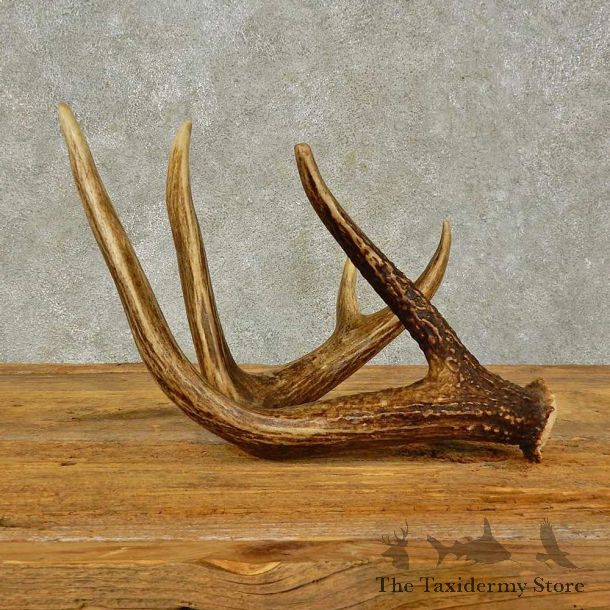 Whitetail Deer Antler Shed For Sale #16444 @ The Taxidermy Store