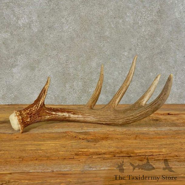 Whitetail Deer Antler Shed For Sale #16445 @ The Taxidermy Store
