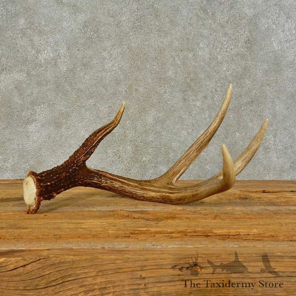 Whitetail Deer Antler Shed For Sale #16446 @ The Taxidermy Store