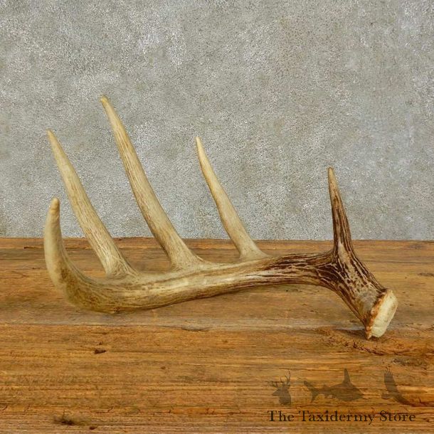 Whitetail Deer Antler Shed For Sale #16447 @ The Taxidermy Store