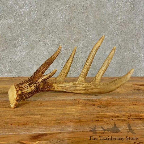 Whitetail Deer Antler Shed For Sale #16448 @ The Taxidermy Store