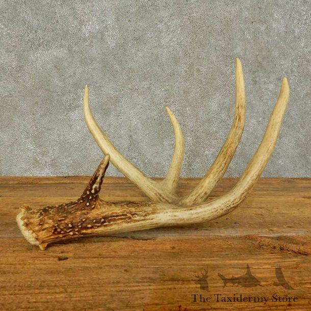 Whitetail Deer Antler Shed For Sale #16449 @ The Taxidermy Store
