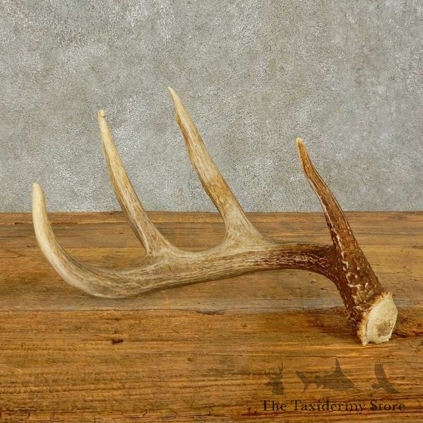 Whitetail Deer Antler Shed For Sale #16450 @ The Taxidermy Store
