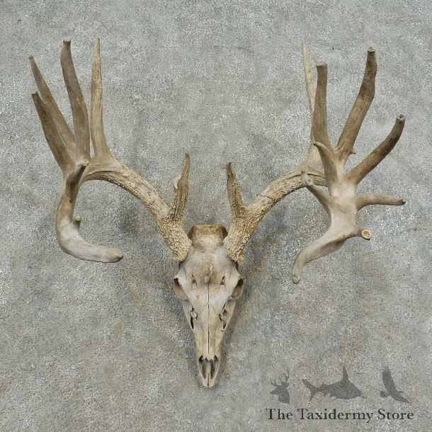 Whitetail Deer Skull European Mount For Sale #16745 @ The Taxidermy Store