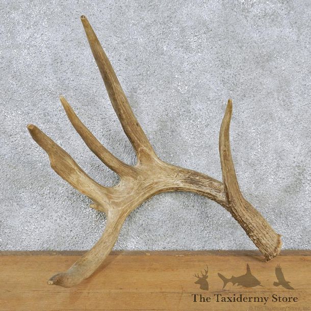 Whitetail Deer Taxidermy Antler Shed #12560 For Sale @ The Taxidermy Store