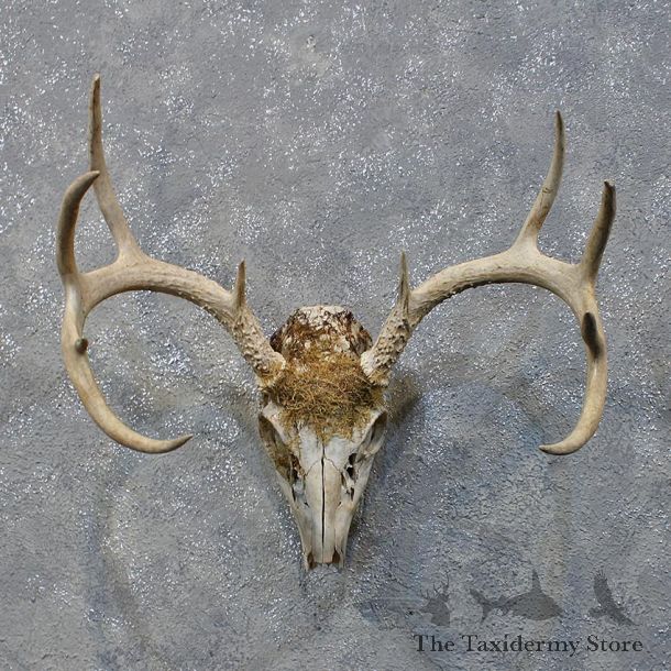 Whitetail Deer Skull & Antlers #12160 For Sale @ The Taxidermy Store