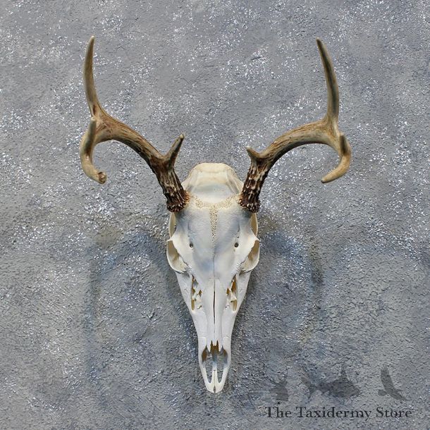 Whitetail Deer Skull & Antlers #12161 For Sale @ The Taxidermy Store