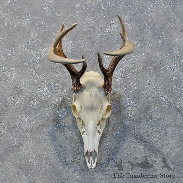 Whitetail Deer Skull & Antlers #12162 For Sale @ The Taxidermy Store