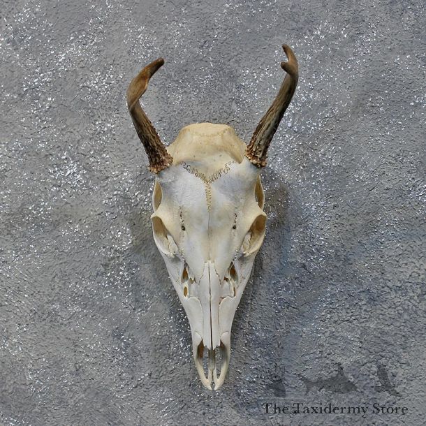 Whitetail Deer Skull & Antlers #12163 For Sale @ The Taxidermy Store