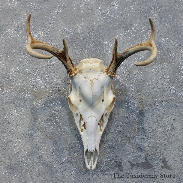 Whitetail Deer Skull & Antlers #12164 For Sale @ The Taxidermy Store