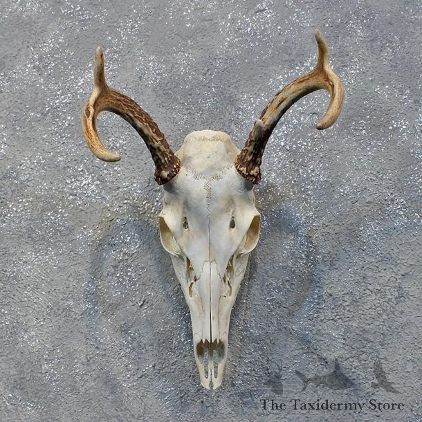Whitetail Deer Skull & Antlers #12165 For Sale @ The Taxidermy Store