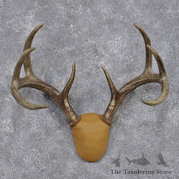 Whitetail Deer Taxidermy Leather Antler Mount #12433 For Sale @ The Taxidermy Store