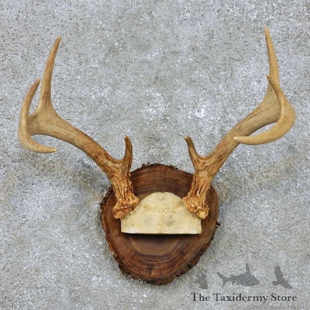 Whitetail Deer Antler Mount For Sale #14289 @ The Taxidermy Store