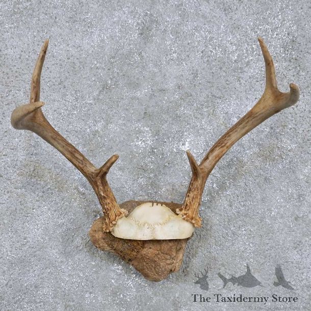 Whitetail Deer Antler Mount For Sale #14290 @ The Taxidermy Store