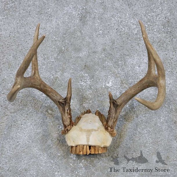 Whitetail Deer Antler Mount For Sale #14291 @ The Taxidermy Store