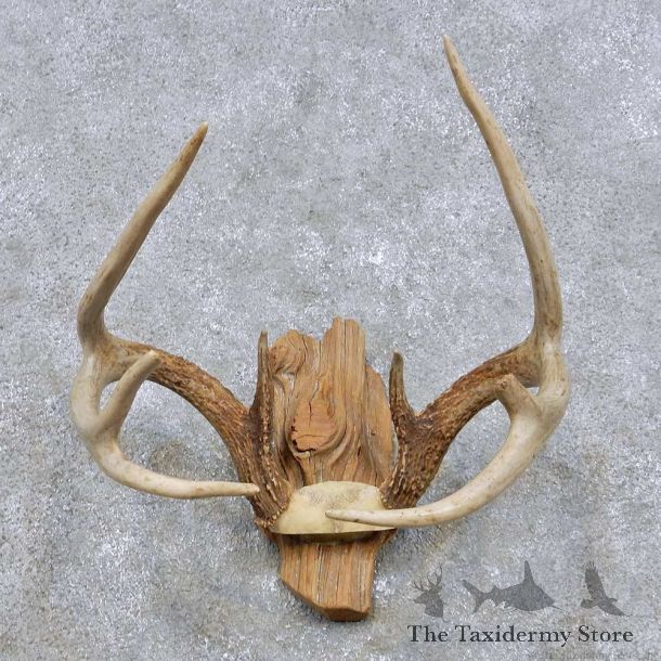 Whitetail Deer Antler Mount For Sale #14292 @ The Taxidermy Store