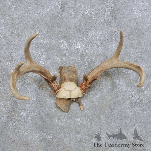 Whitetail Deer Antler Mount For Sale #14293 @ The Taxidermy Store