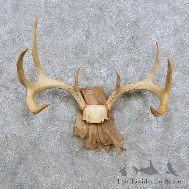 Whitetail Deer Antler Mount For Sale #14297 @ The Taxidermy Store