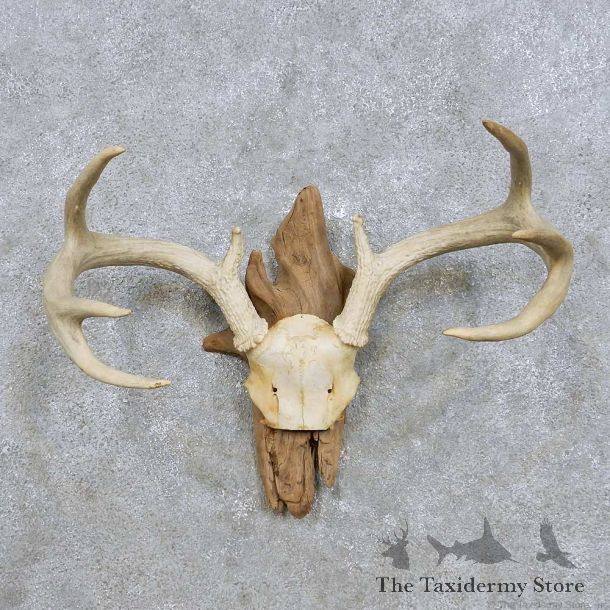Whitetail Deer Antler Mount For Sale #14298 @ The Taxidermy Store