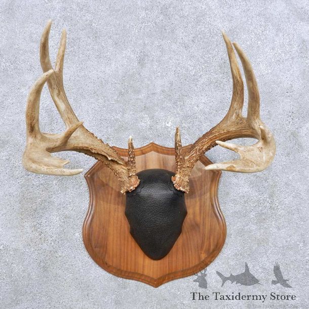 Whitetail Deer Antler Mount For Sale #14299 @ The Taxidermy Store