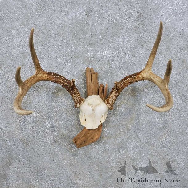 Whitetail Deer Antler Mount For Sale #14300 @ The Taxidermy Store