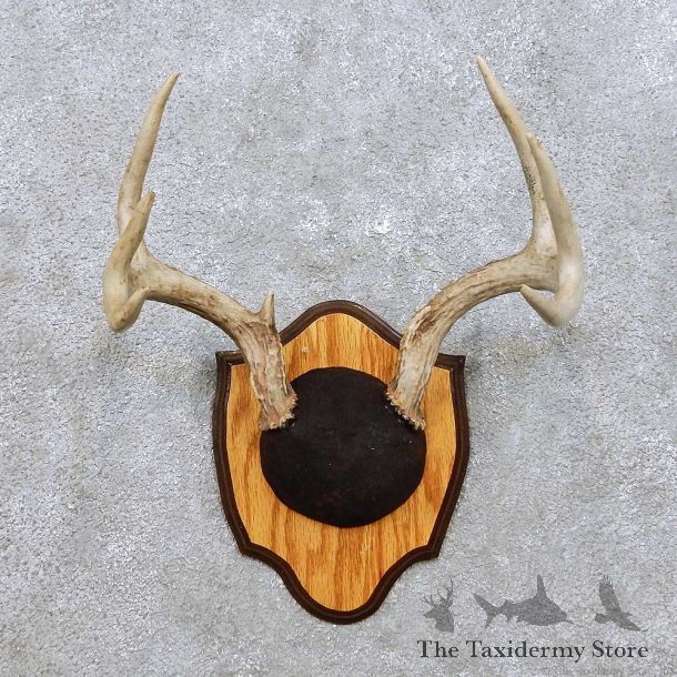 Whitetail Deer Antler Mount For Sale #14301 @ The Taxidermy Store