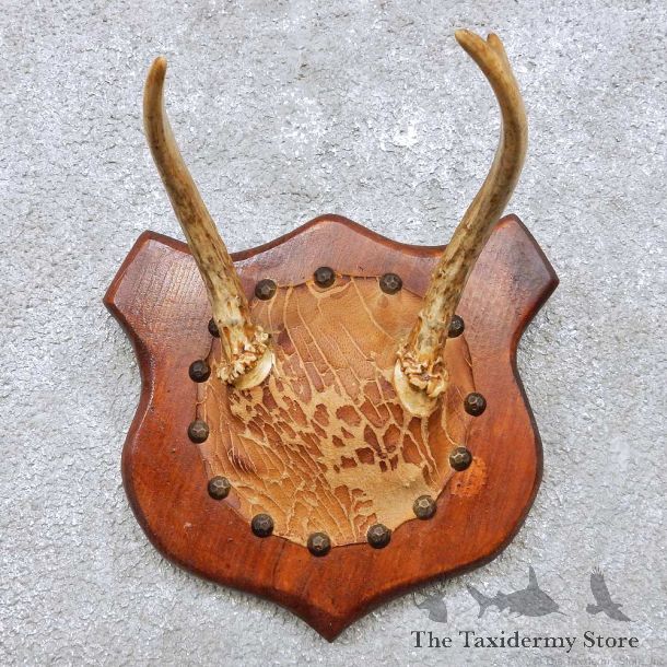 Whitetail Deer Antler Mount For Sale #14302 @ The Taxidermy Store