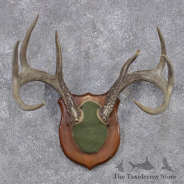 Whitetail Deer Taxidermy Antler Plaque Mount #12435 For Sale @ The Taxidermy Store