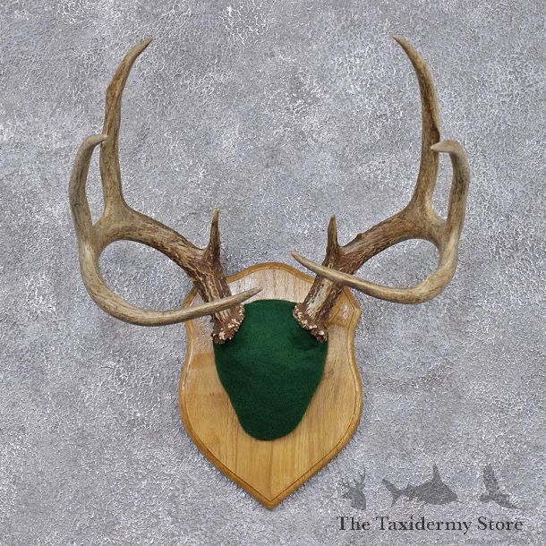Whitetail Deer Taxidermy Antler Plaque Mount #12447 For Sale @ The Taxidermy Store