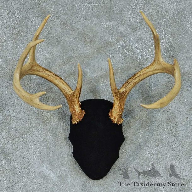 Whitetail Deer Antler Mount #13451 For Sale @ The Taxidermy Store