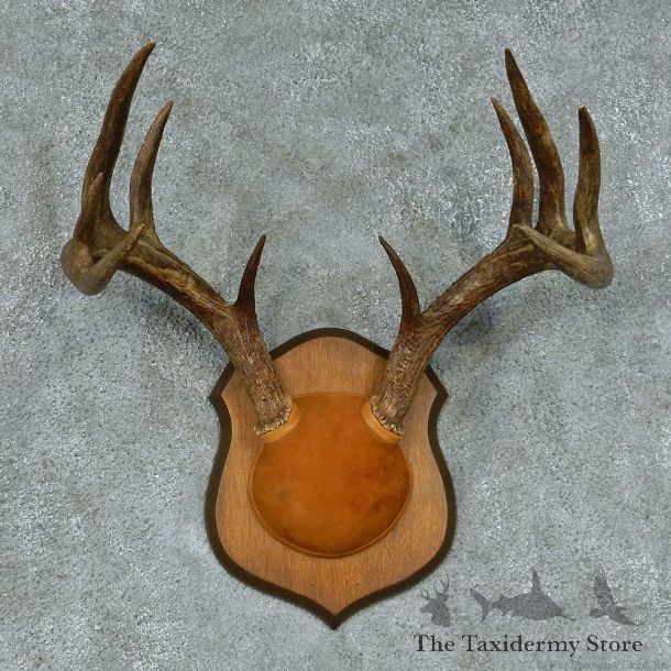 Whitetail Deer Antler Mount #13453 For Sale @ The Taxidermy Store