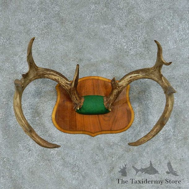 Whitetail Deer Antler Mount #13455 For Sale @ The Taxidermy Store