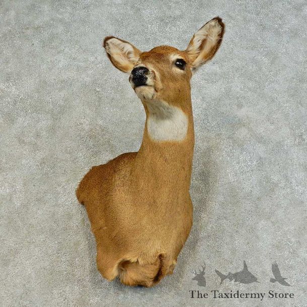Whitetail Deer Doe Shoulder Mount For Sale #16376 @ The Taxidermy Store