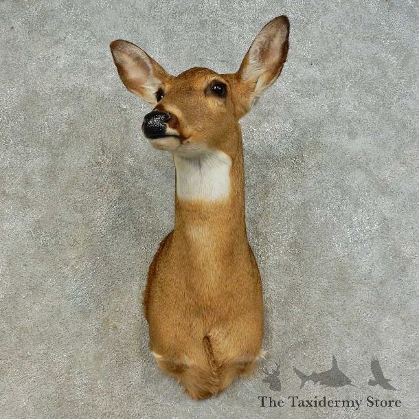 Whitetail Deer Doe Shoulder Mount For Sale #16388 @ The Taxidermy Store