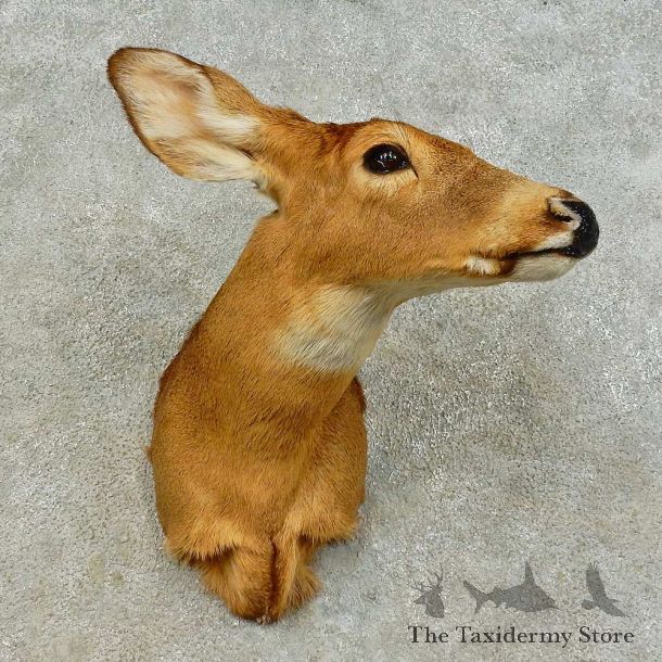 Whitetail Deer Doe Shoulder Mount For Sale #16390 @ The Taxidermy Store