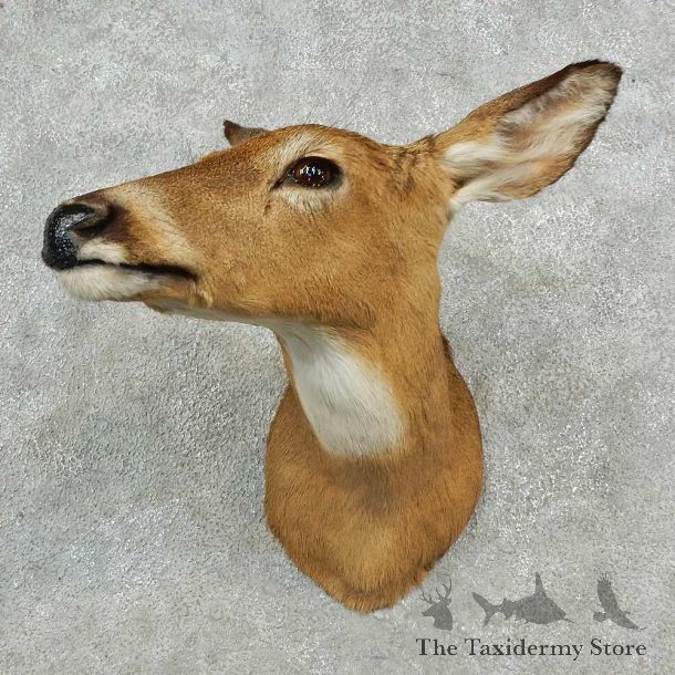 Whitetail Deer Doe Shoulder Mount For Sale #16974 @ The Taxidermy Store