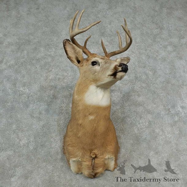 Whitetail Deer Shoulder Mount For Sale #16975 @ The Taxidermy Store