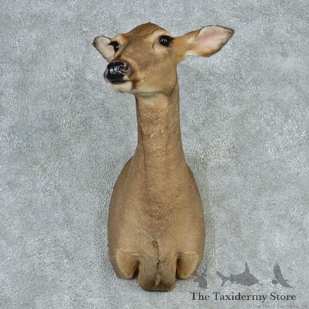 Whitetail Deer Doe Shoulder Taxidermy Head Mount M1 #12741 For Sale @ The Taxidermy Store