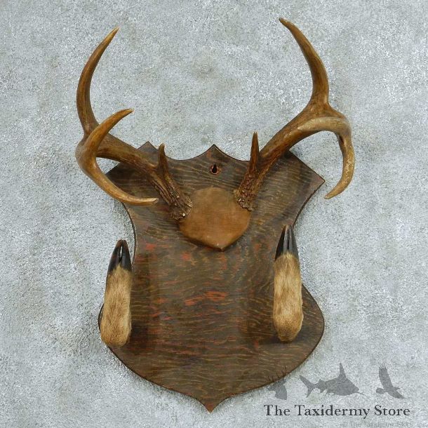 Whitetail Deer Gun Rack Taxidermy Mount #13320 For Sale @ The Taxidermy Store