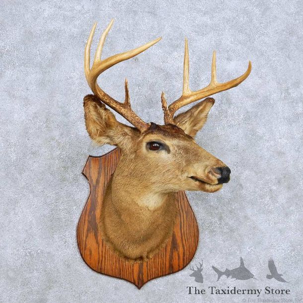 Whitetail Deer Head Taxidermy Mount For Sale #14116 @ The Taxidermy Store