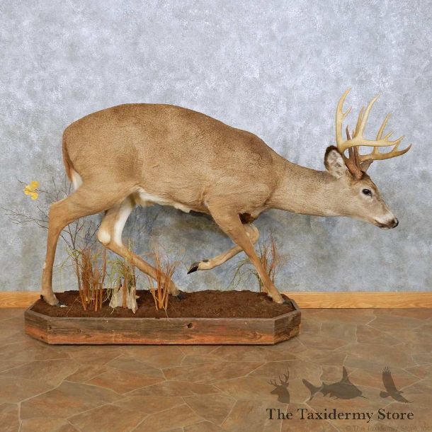 Whitetail Deer Life Size Mount For Sale #14060 @ The Taxidermy Store
